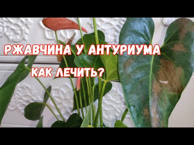 Вредители и болезни цветов | Антуриум