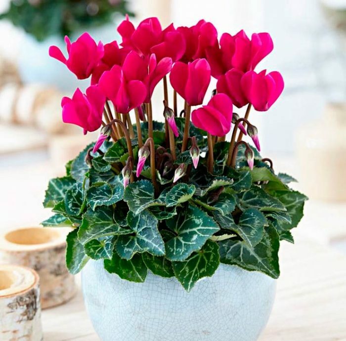 Растение ⌀ 6 Cyclamen PERSICUM 'MINI' розовый ОТЦВЕЛ ...