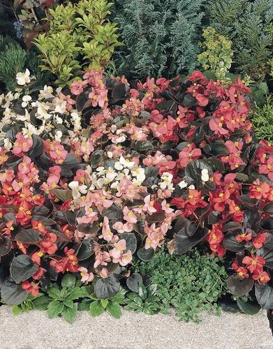 Bronze Leaf Begonia Semperflorens ...