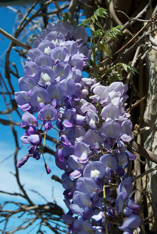 Глициния китайская (Wisteria sinensis) р9 — Питомник ...