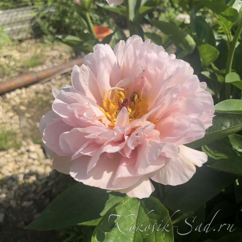 mnogoletnik.com - Paeonia Pink Firefly - Пион Пинк Файрфлай