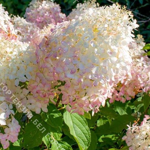 Гортензия метельчатая (Hydrangea paniculata `Phantom ...