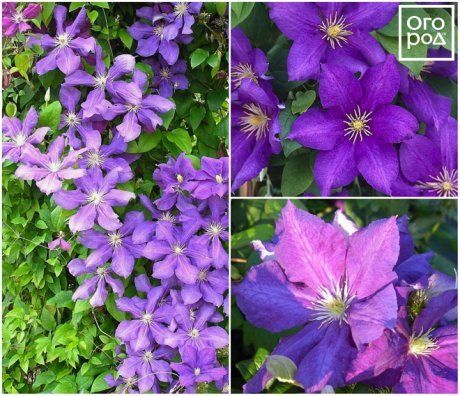 Саженец Клематис Балерина (Clematis Balerina) купить - 155 ...