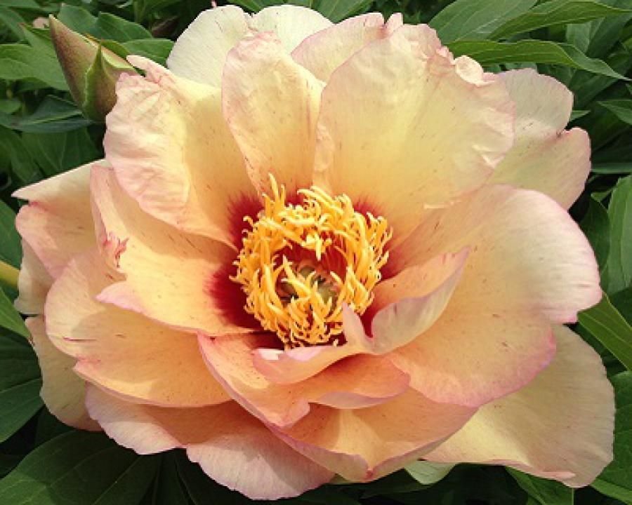 Peony - Itoh Orange Victory | Canadian Gardenerhttps://static ...