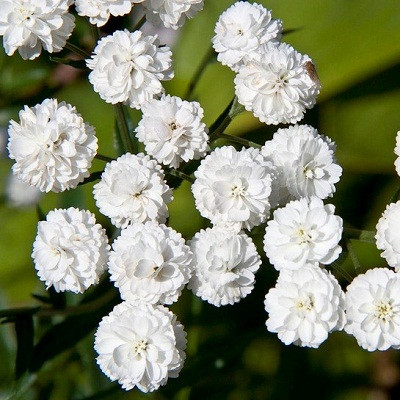 Ахилея “Равнец” / Achillea “Yarrow ...