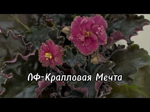 Сорта Федосеевой - Магазин фиалок