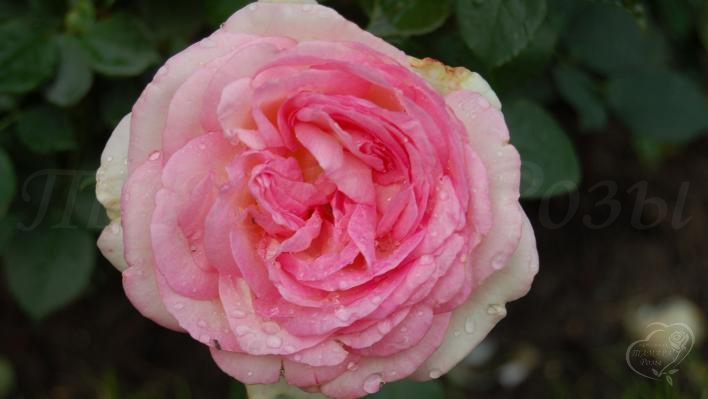 Rosa 'Biedermeier Garden' -R- TH