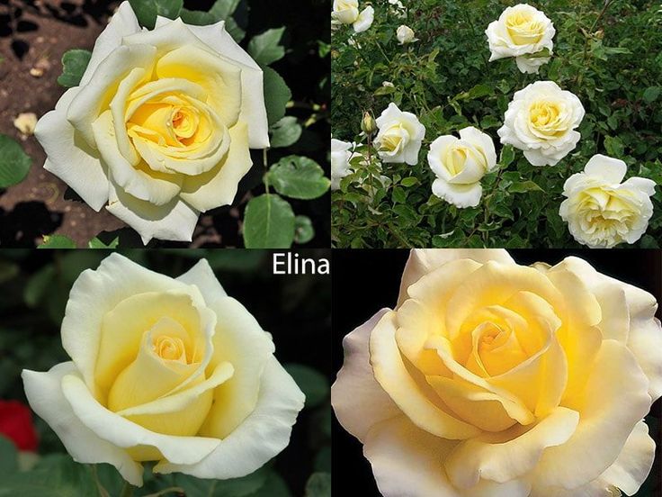 Роза Elina (Элина) – Elitgarden