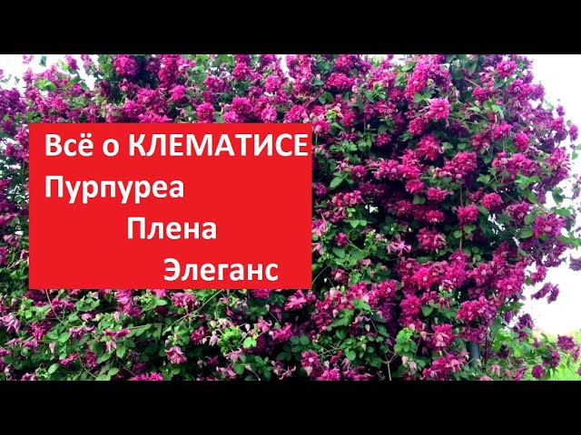 Клематис «Purpurea plena elegans/Пурпуреа плена элеганс ...