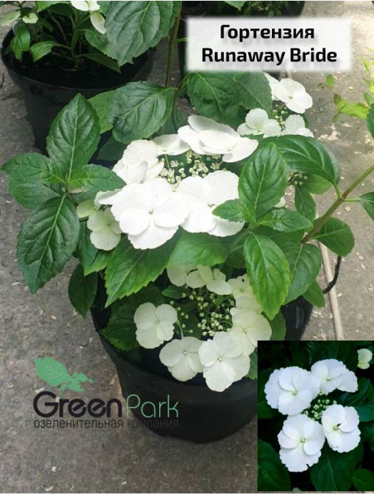 Hydrangea 'Runaway Bride Snow White', Гортензия 'Раневей ...