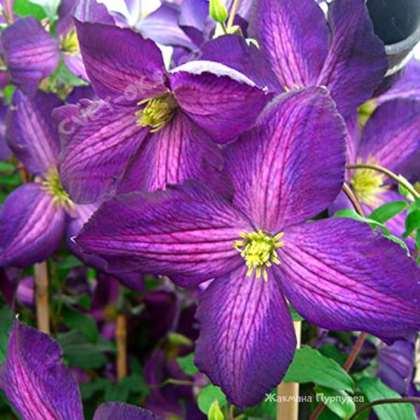 Clematis Jackmanii) III ...