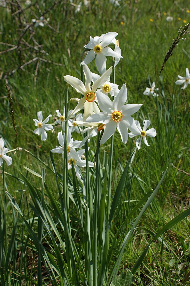 Какие сорта нарциссов покупают сейчас в Matla Flowers для ...