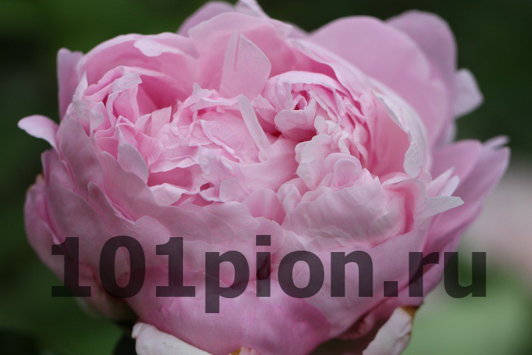 Пион древовидный, Paeonia suffruticosa ...