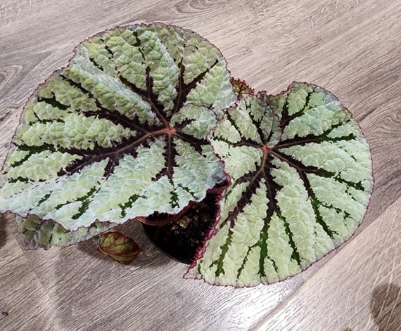 Rex Begonia – Costa Farms