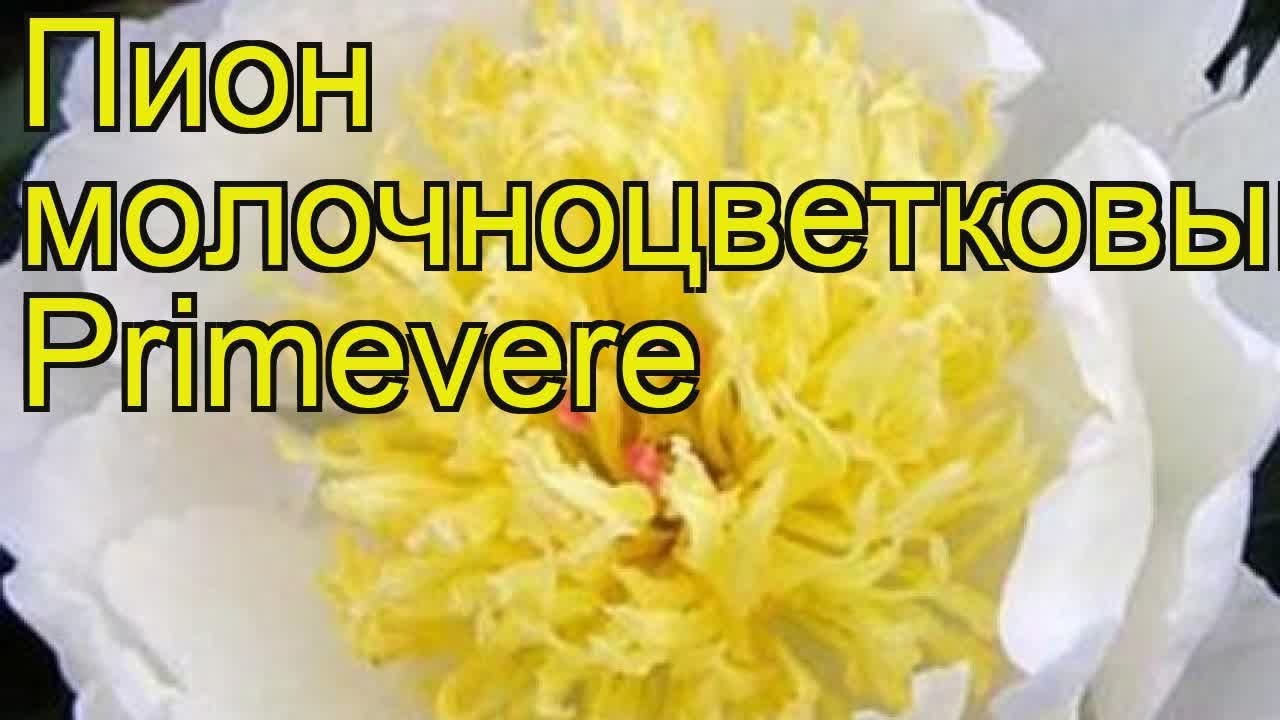 Пионы Пионов_Примавера - купить по ...