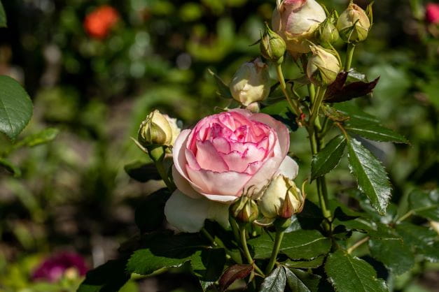 Роза Бидермайер Гарден (Biedermeier Garden)