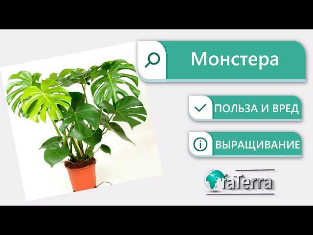 Можно ли держать дома монстеру - приметы и суеверия о ...