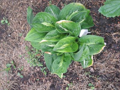 Хоста Сорбет - hosta Sorbet