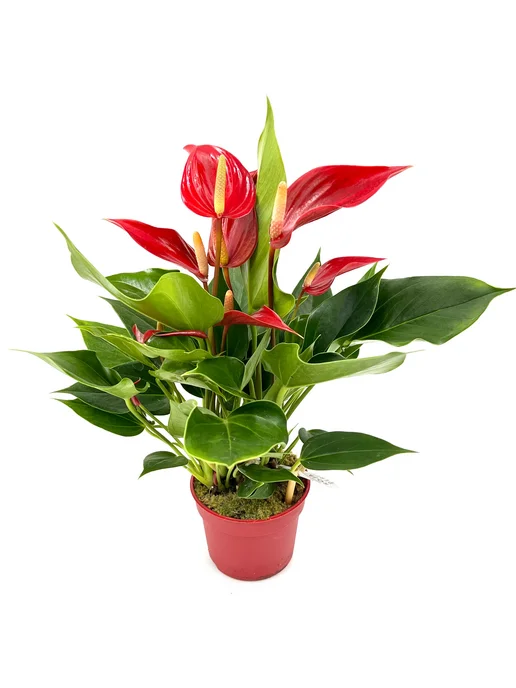 Антуриум Андреанум Пьер Перпл (Anthurium andreanum Pure ...