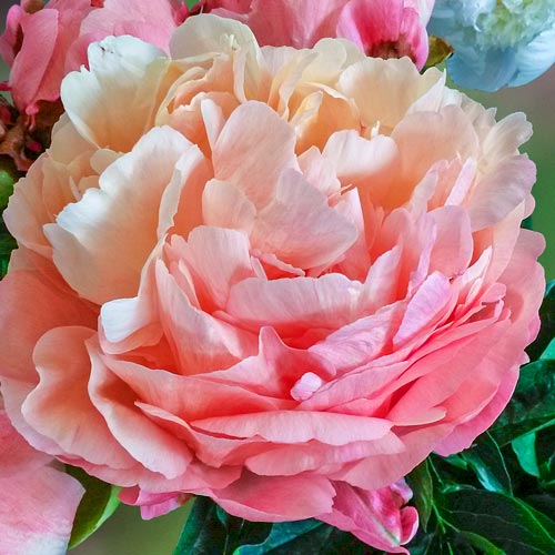 Pink Hawaiian Coral Herbaceous Peony - A variety with large ...