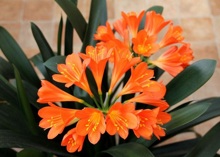 Кливия - Clivia: фото, условия выращивания, уход и ...