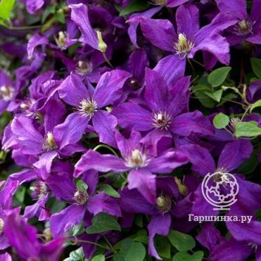 Клематис гибридный Коперникус (Clematis Copernicus) купить в ...