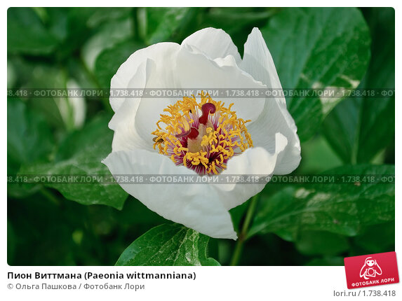 Пион Тонколистный Paeonia tenuifolia ...