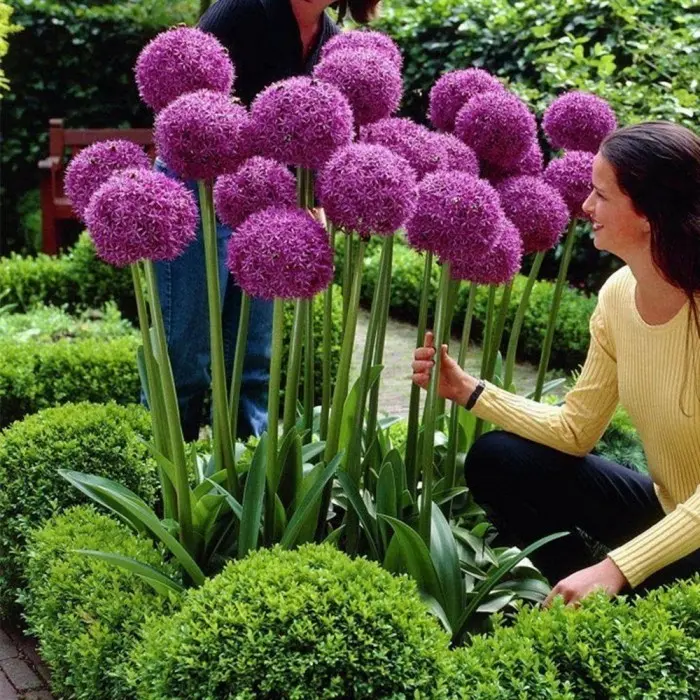 Купить Семена Лук голландский (Allium hollandicum) 4 гр ...