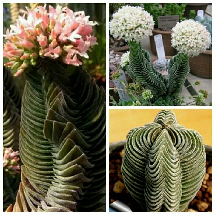 Растение ⌀ 5 Crassula BUDDHA'S TEMPLE серебристая меньше ...