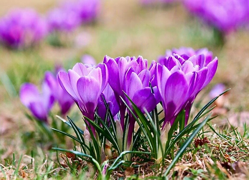 Фотография Шафран прекрасный (Crocus speciosus) Буковый лес ...