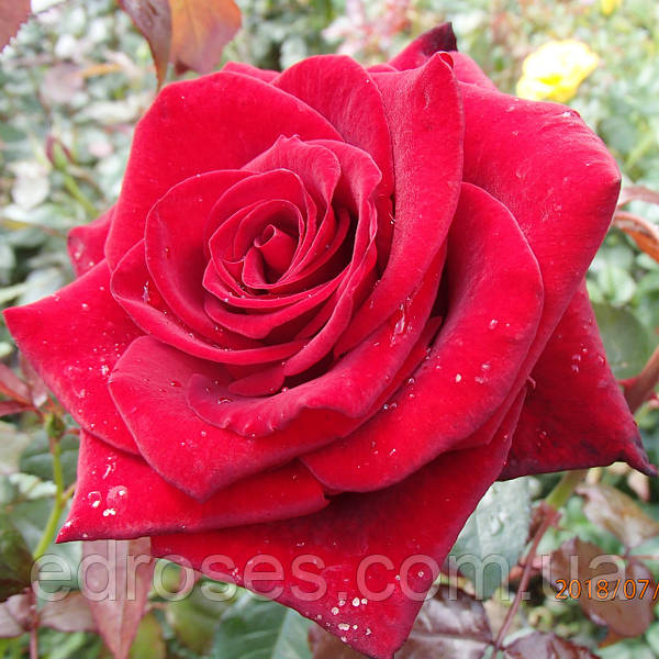 Black Magic ~ Rose Society Of South Australia