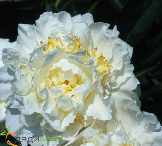 Peony (Paeonia lactiflora 'Cheddar Surprise') in the Peonies ...