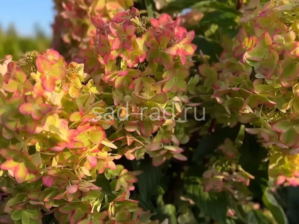 Купите Гортензия метельчатая Краса Лесково 🌹 из питомника ...