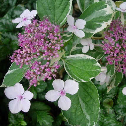 Гортензия крупнолистная Триколор (Hydrangea macrophylla ...