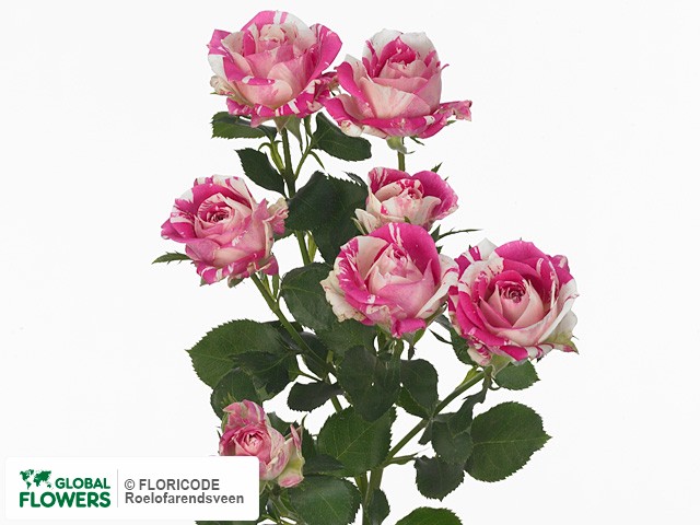 Flashing Light Up Roses Wholesale