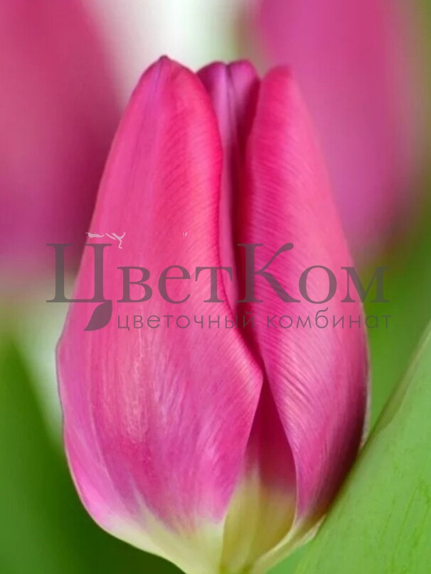 TULIPS PINK ARDOUR 35cm 25gm | Wholesale Dutch Flowers ...