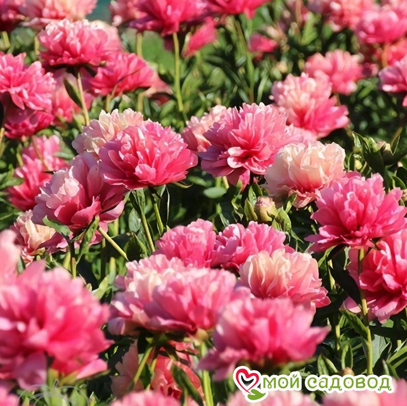 Lorelei | Warmerdam Paeonia