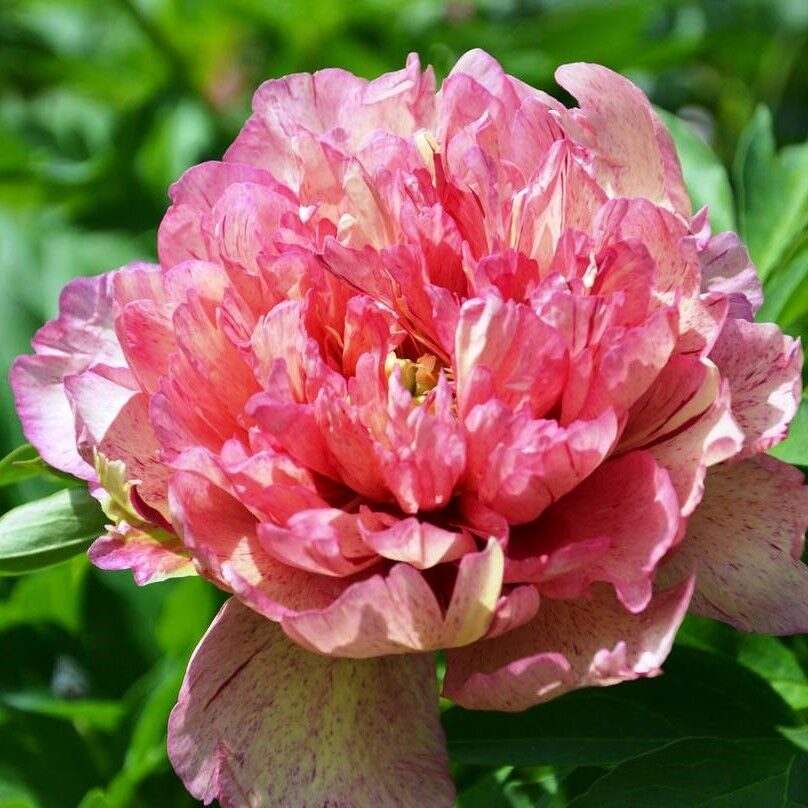 Пион Мей Лайлак (Paeonia May Lilac ...