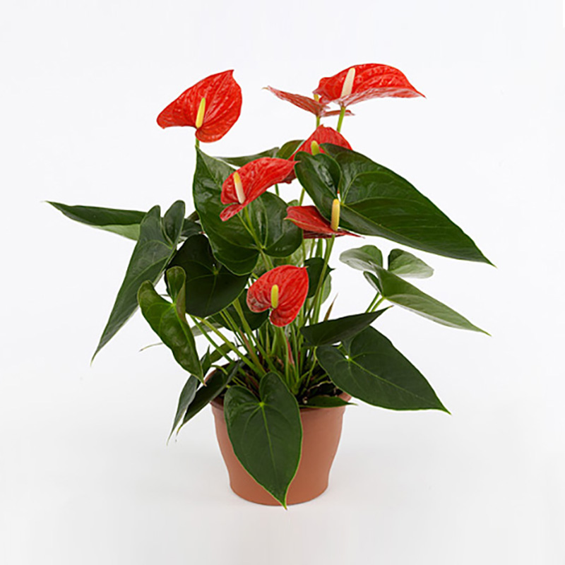 ANTHURIUM MAINE X 16 | Wholesale Dutch Flowers & Florist ...