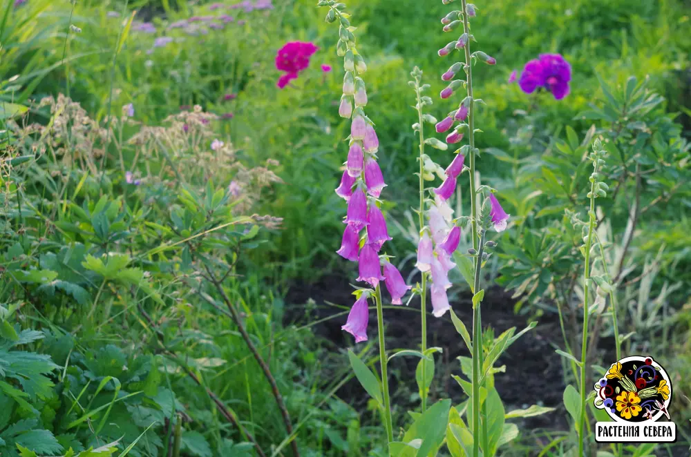 Наперстянка пурпурная, смесь (Digitalis purpurea) - 0,2 ...