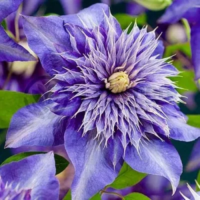 Клематис (Clematis `Multi Blue`) - Клематис