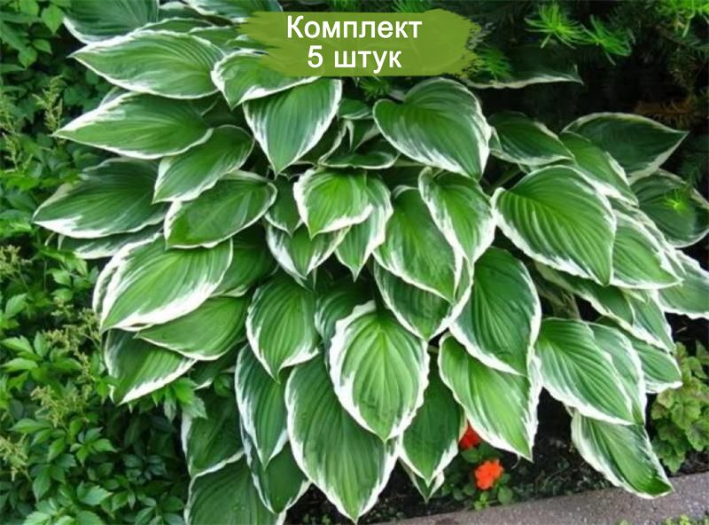 Хоста гибридная Ундулата Альбомаргината. Краткий обзор hosta ...