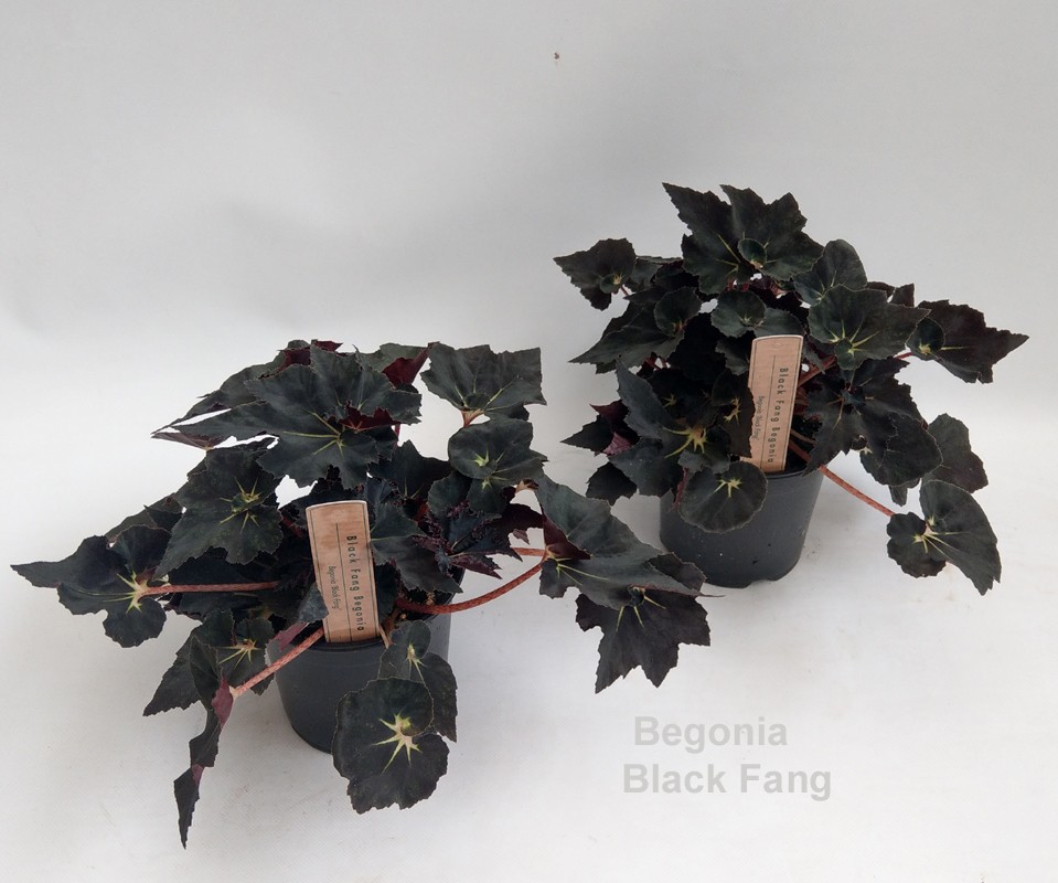 Бегония begonia Black Fang