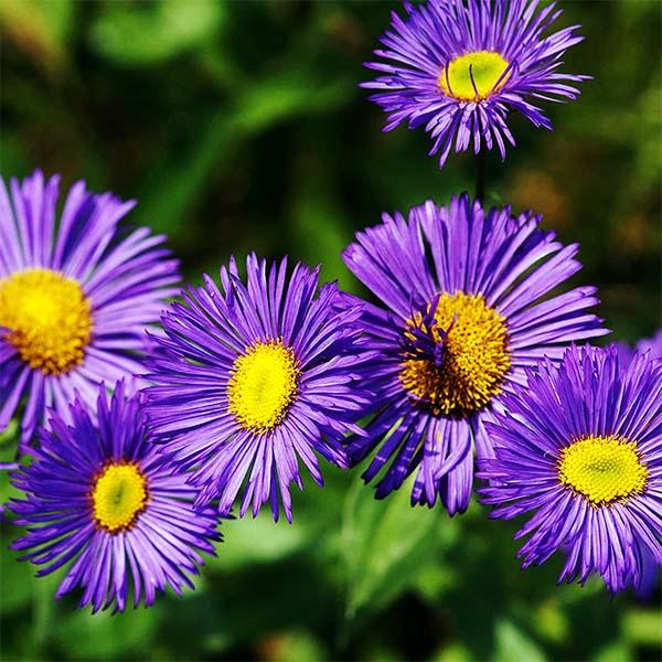 Мелколепестник красивый (Erigeron speciosus) купить в ...