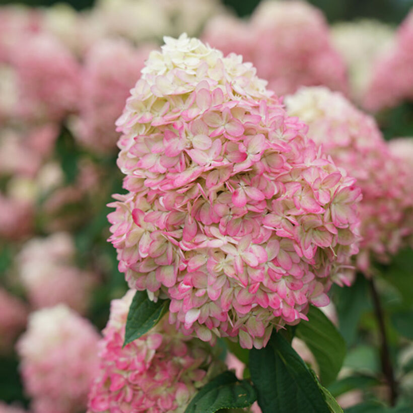 Купить ЛАЙМЛАЙТ ГОРТЕНЗИЯ МЕТЕЛЬЧАТАЯ HYDRANGEA PANICULATA ...