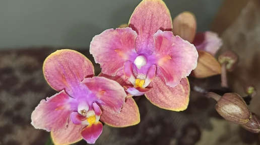 New! Phal. Stellenbosch peloric🌸🌸🌸Стелленбош Пелорик ...