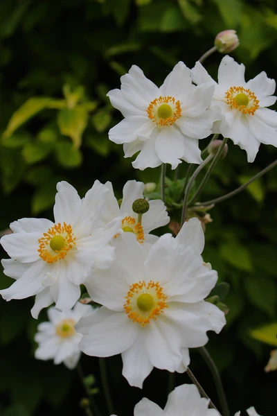 Ветреница гибридная — Anemone hybrida ...