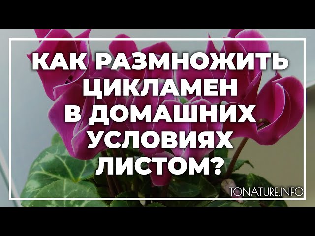 Размножение цикламена. Оранжерейный вопрос - YouTube