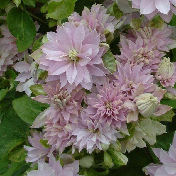 Clematis Dancing King - Late Spring Flowering Clematis