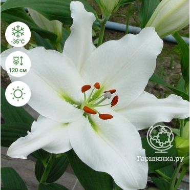 LILY ORIENTAL - ROSELILY THALISSA 90cm | Wholesale Dutch ...